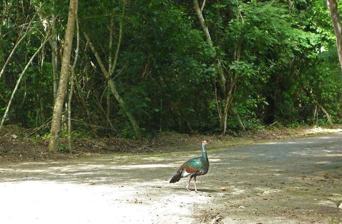 A turkey on the road to Calakmul