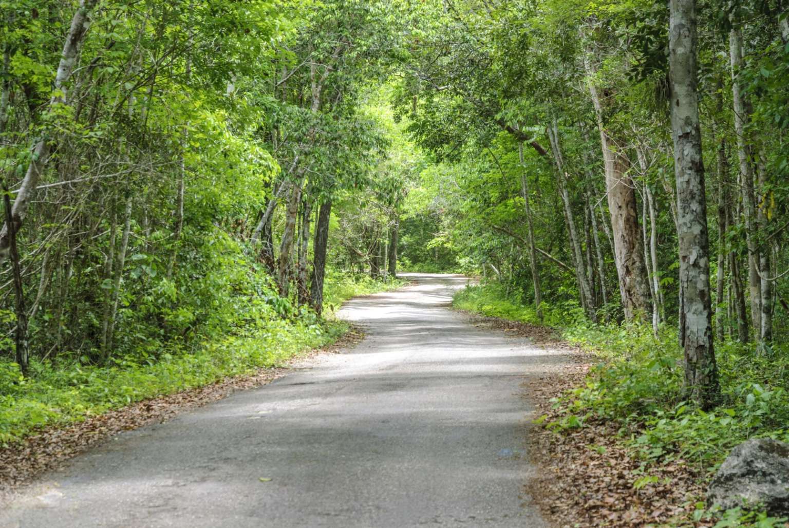 Visit Calakmul, Mexico | Calakmul Holidays | Beyond The Ordinary