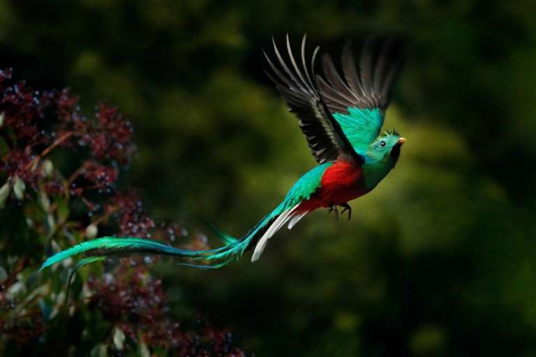 Quetzal | Guatemala's National Bird | Guatemala Holidays