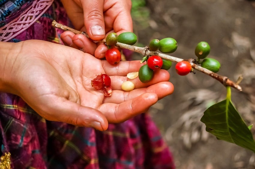 Coffee beans