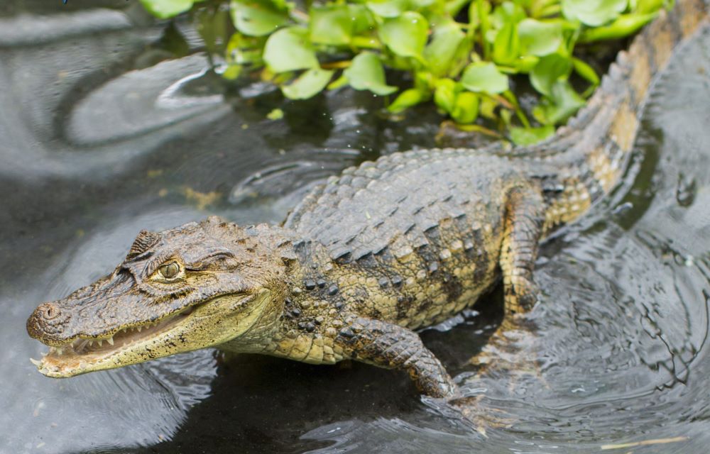 Caiman Nicaragua