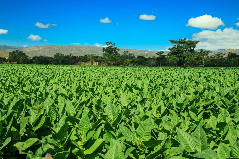 Esteli Tobacco Field Nicaragua