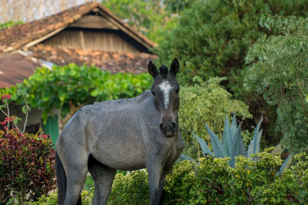 Horse Nicaragua Island