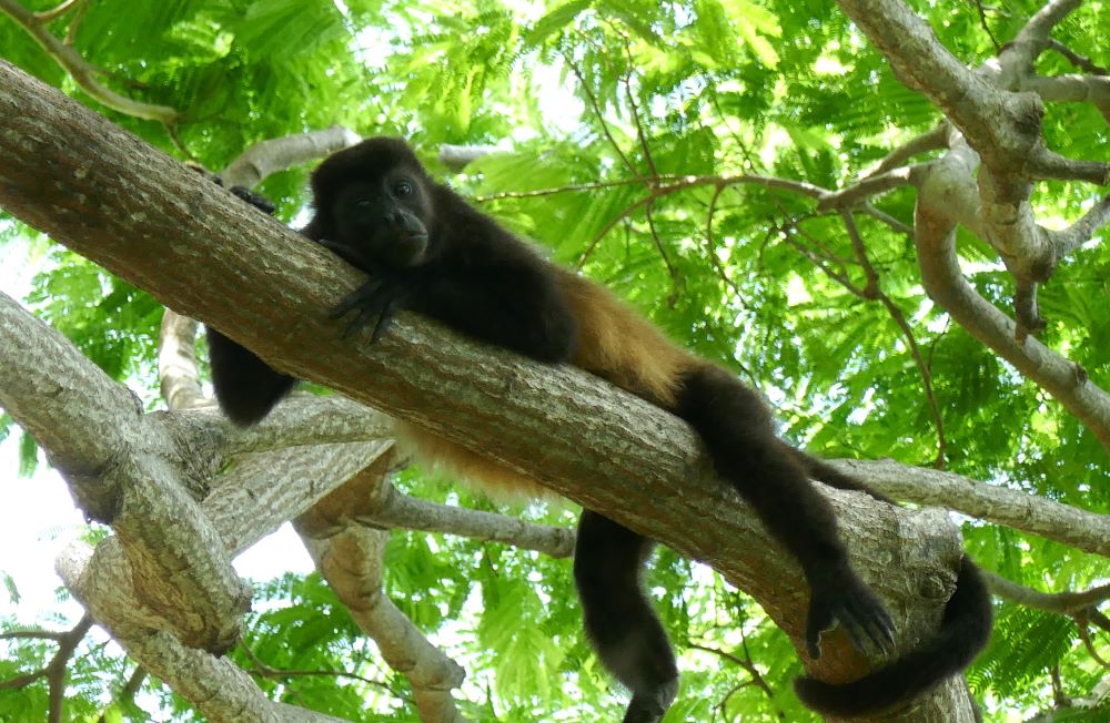 Howler Monkey Nicaragua