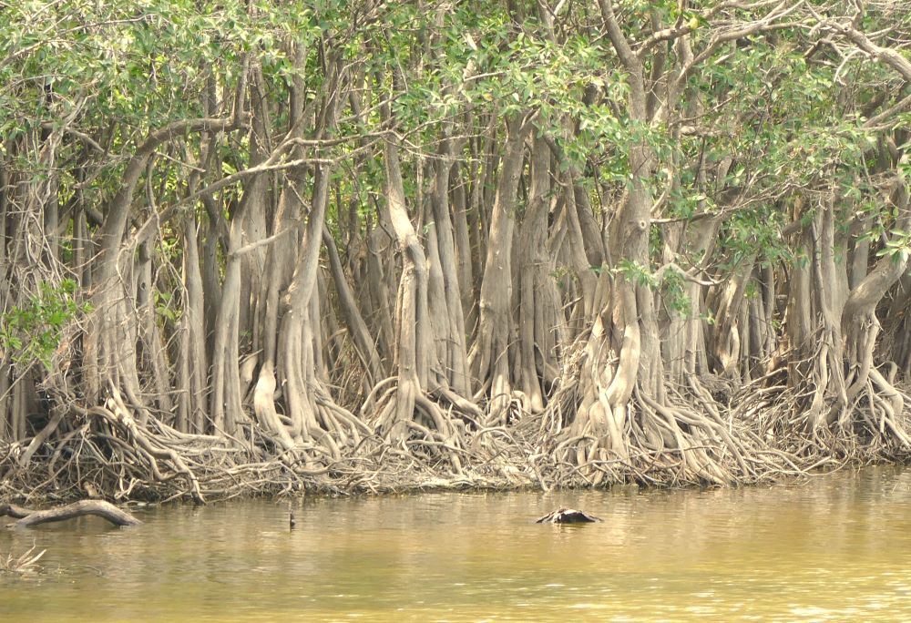 Nicaragua Mangrove