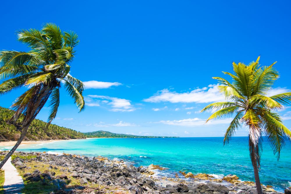 Palm Trees Blue Sea Nicaragua