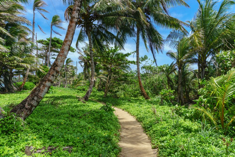 Picturesque Path Corn Islands