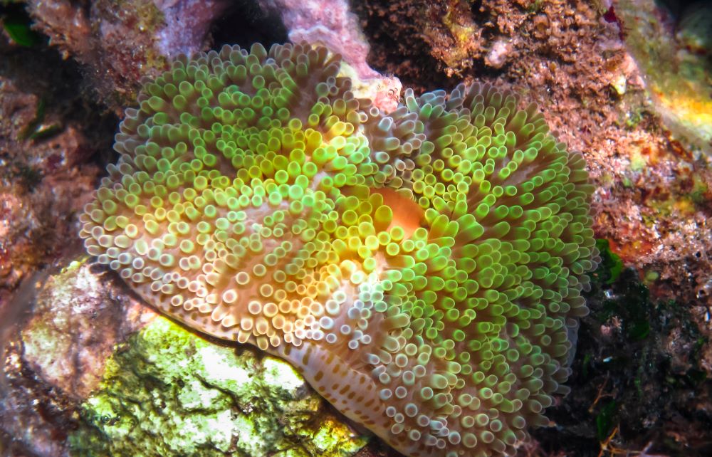 Snorkelling Corn Islands