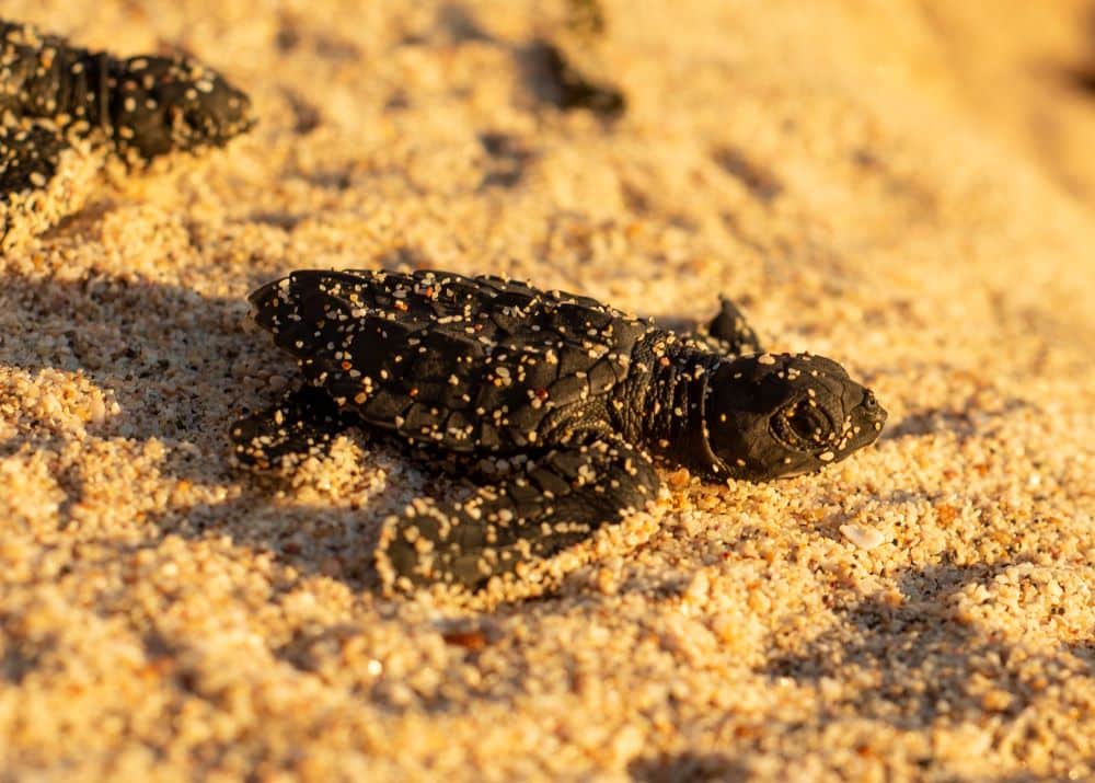 Baby Turtle Nicaragua