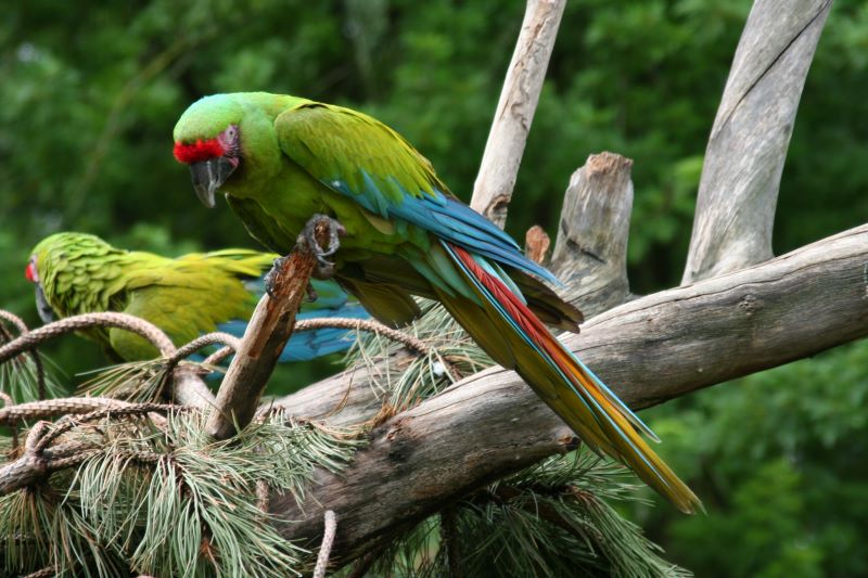 Green Birds Nicaragua