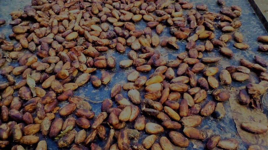 Cacao Beans