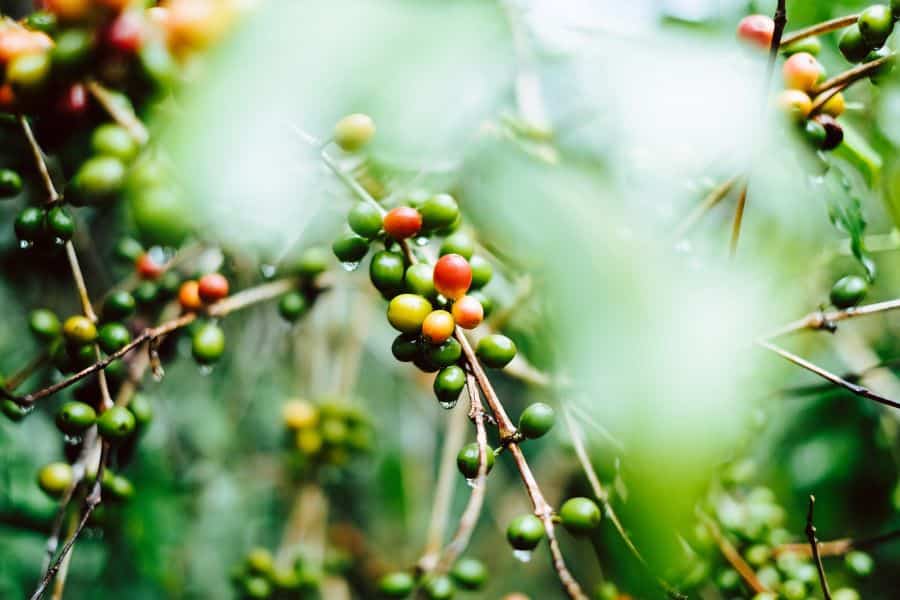 Coffee Mombacho Nicaragua