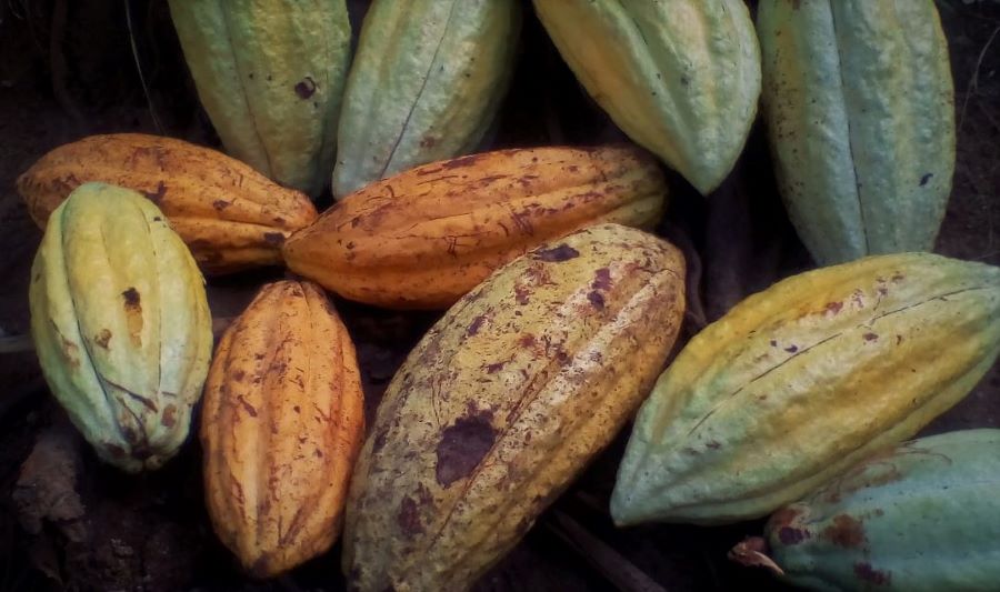 Nicaragua Cacao