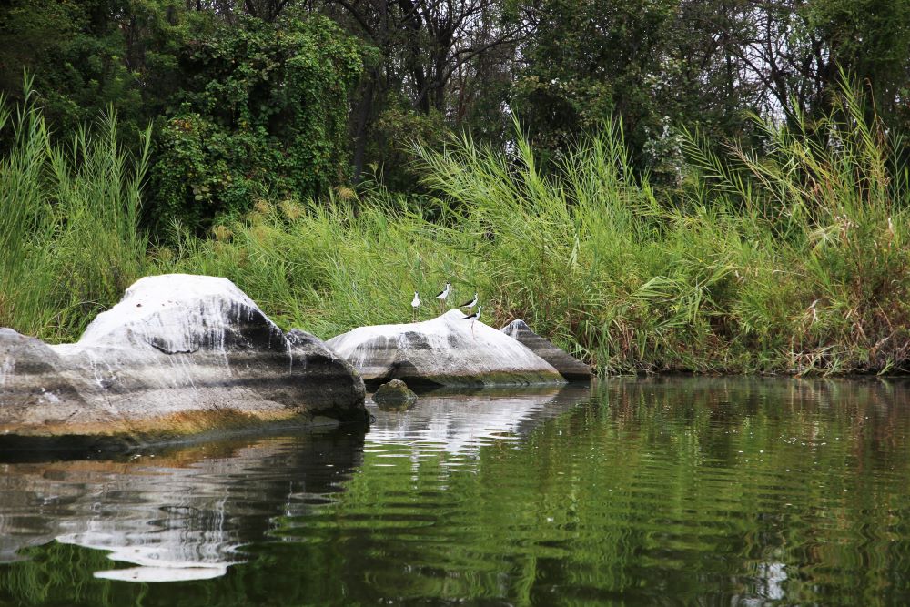 Birds On Rock Nicaragua