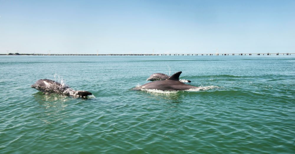 Dolphins Isla Aguada Campeche