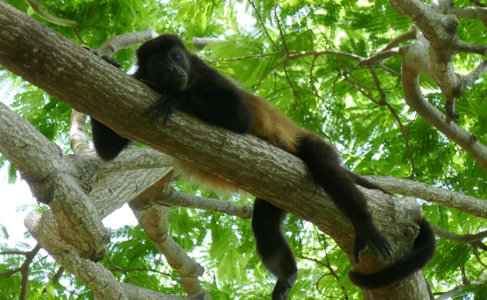 Monkey Ometepe Island