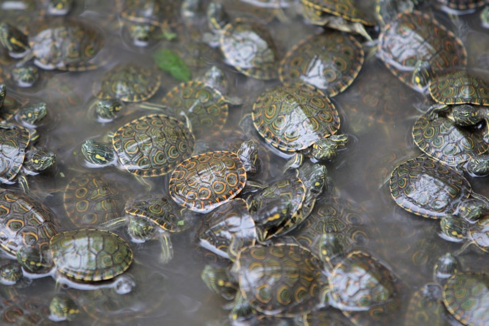 Baby Turtles