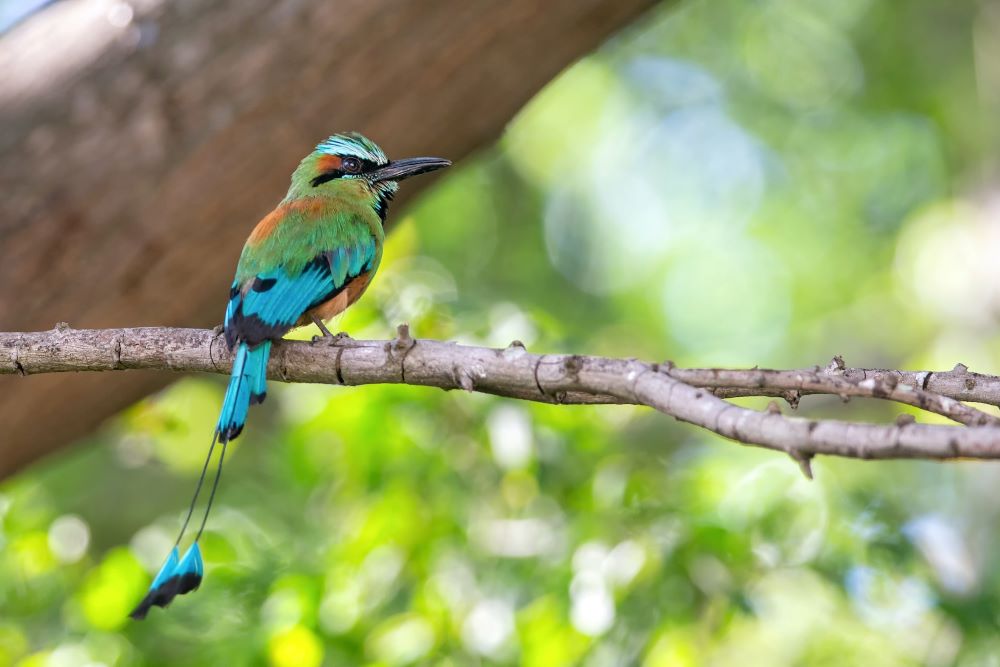 Blue Green Bird Nicaragua