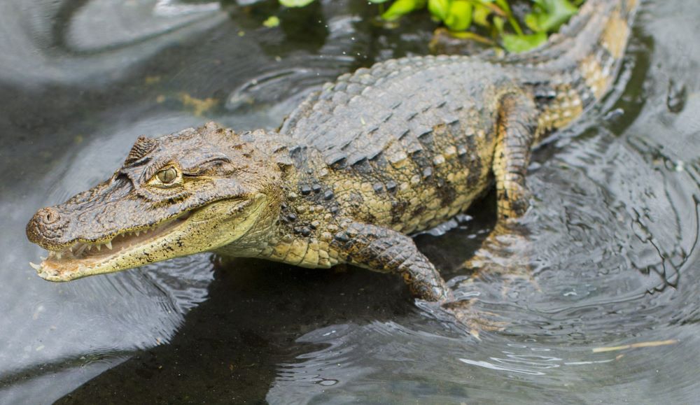 Caiman Nicaragua