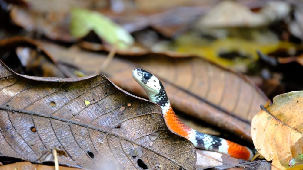 Colourful Snake Nicaragua