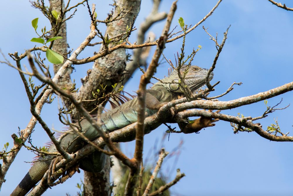 Iguana In Tree