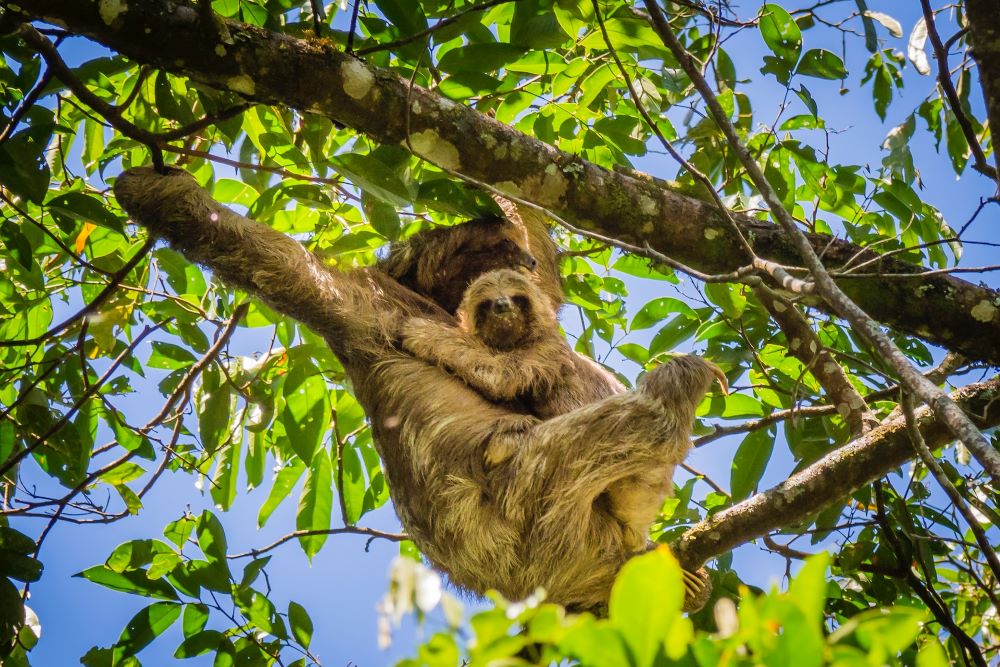 Sloth Hanging In Tree