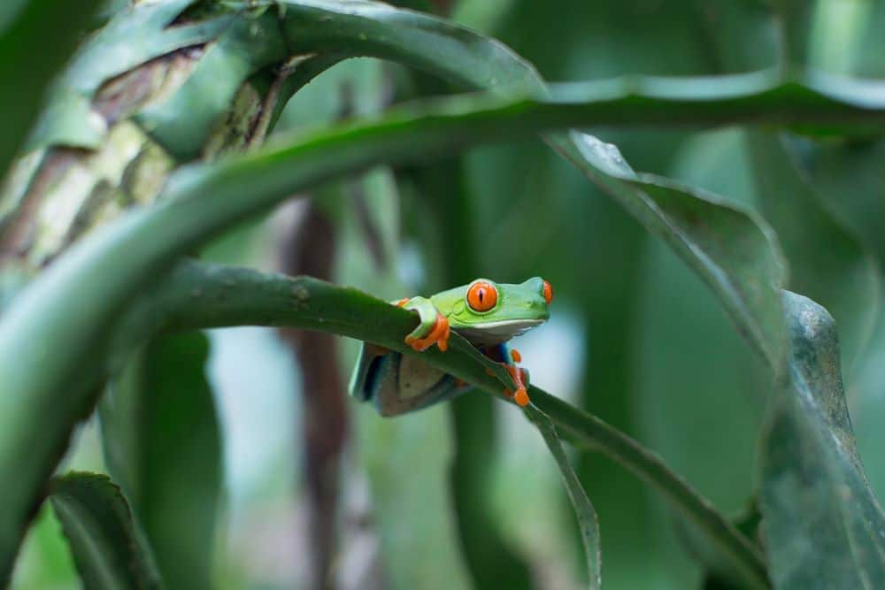 Tiny Colouful Monkey