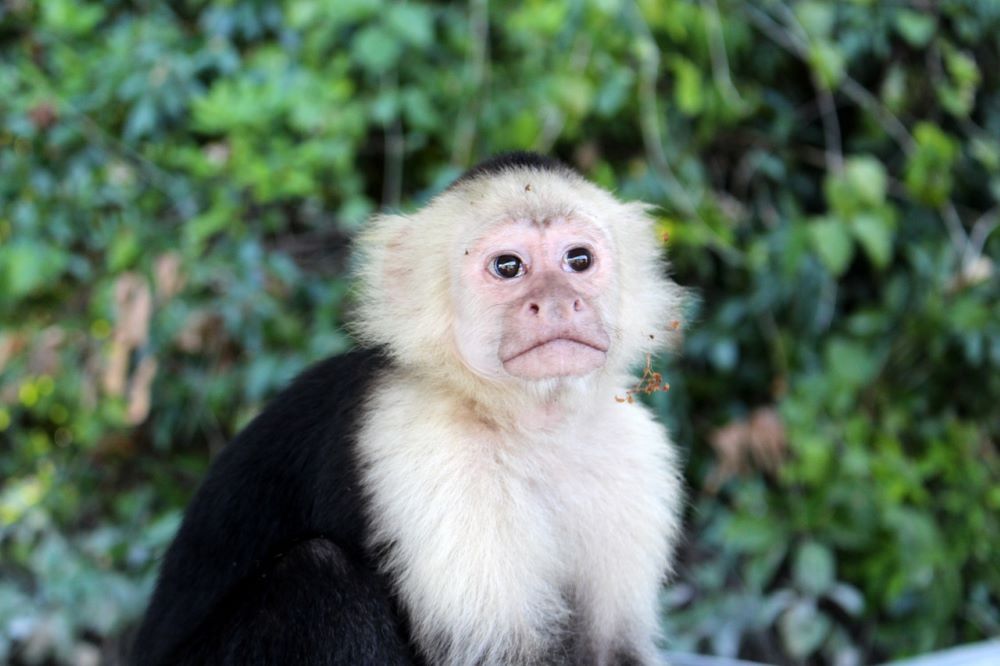 White Faced Monkey